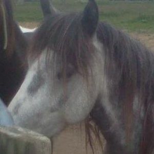 Meet your Posher, Millie